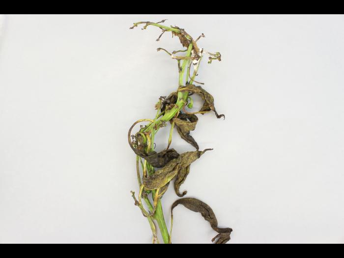 Poivron - Pourriture sclérotique (Sclerotinia sclerotiorum)