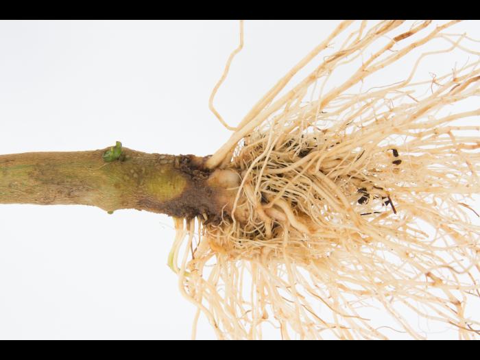 Poivron - Pourriture molle bactérienne (Pectobacterium carotovorum)