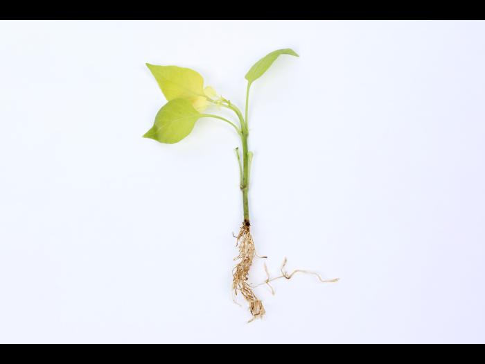 Poivron - Carence en fer