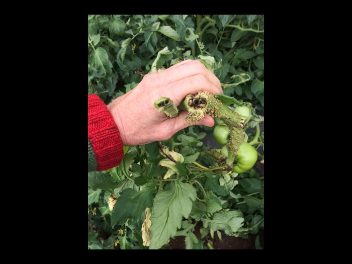 Tomate - Moelle noire (Pseudomonas corrugata)