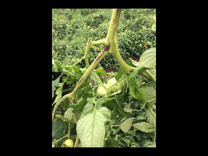 Tomate - Moelle noire (Pseudomonas corrugata)