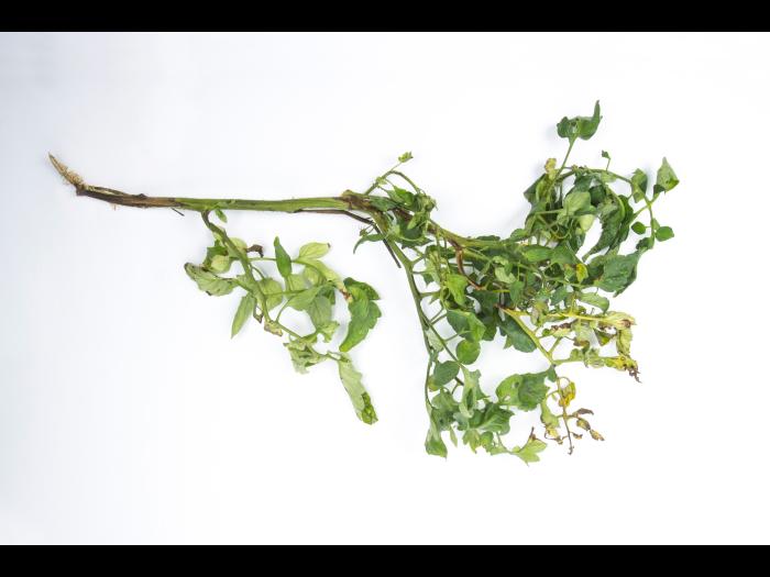 Tomate - Moelle noire (Pseudomonas corrugata)