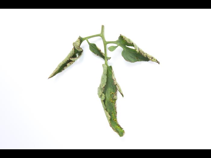 Tomate - Moucheture bactérienne (Pseudomonas syringae pv. tomato)