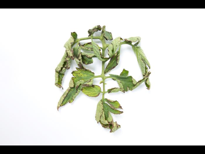 Tomate - Moucheture bactérienne (Pseudomonas syringae pv. tomato)