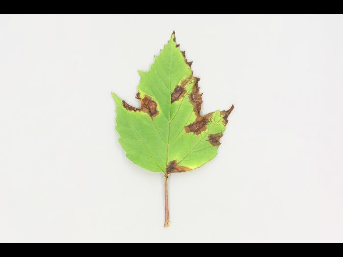 Viornes - Tache bactérienne (Pseudomonas syringae)