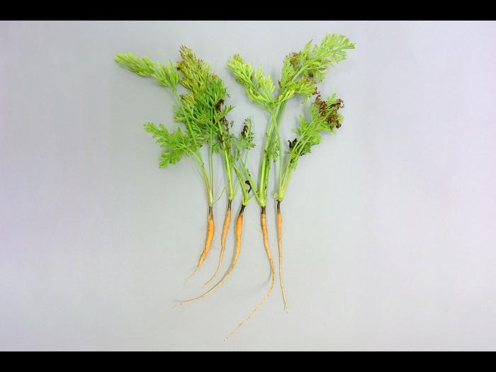 Carotte - Chancre de chaleur