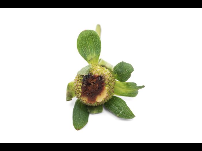 Fraise - Anthracnose (Colletotrichum acutatum)
