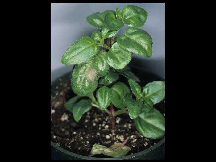 Fuchsias - Rouille (Pucciniastrum epilobii)