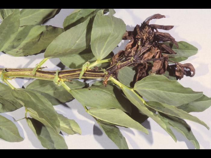 Gourgane - Température élevée de l'air (chaleur) et manque d'eau