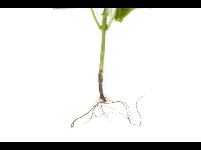 Haricot - Fusariose vasculaire (Fusarium oxysporum)_2