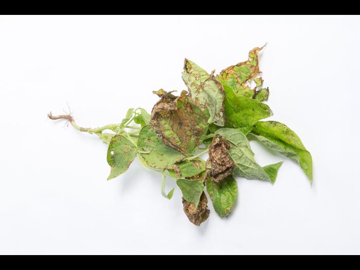 Haricot - Graisse bactérienne (Pseudomonas syringae pv. syringae)_2