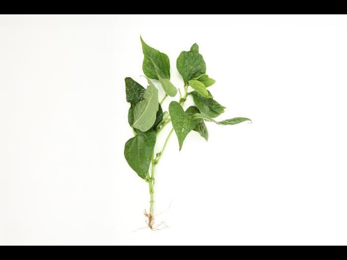 Haricot - Virus de la mosaïque du soja (SMV)_4