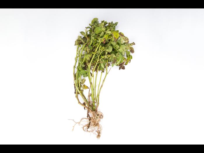 Pomme de terre - Maladies des taches brunes (Alternaria alternata)