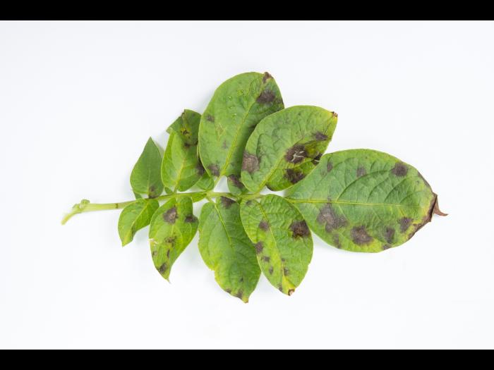 Pomme de terre - Maladies des taches brunes (Alternaria alternata)