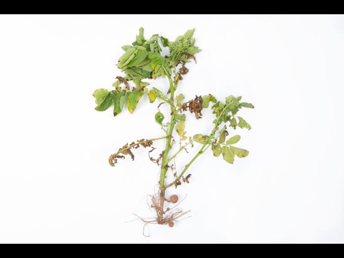 Pomme de terre - Verticilliose (Verticillium dahliae)