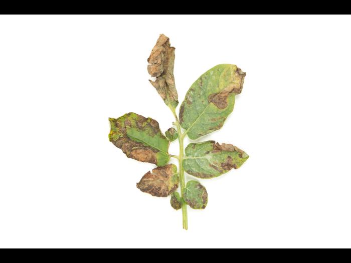 Pomme de terre - Brûlure hâtive (Alternaria solani)
