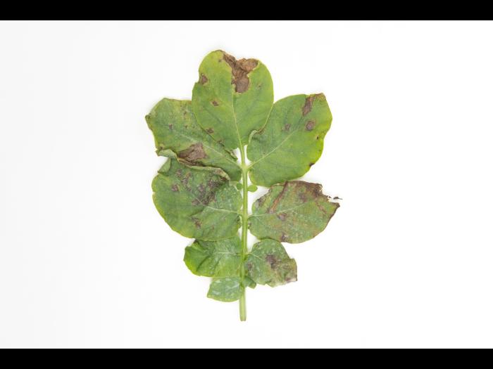 Pomme de terre - Brûlure hâtive (Alternaria solani)