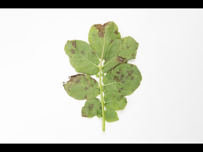 Pomme de terre - Brûlure hâtive (Alternaria solani)