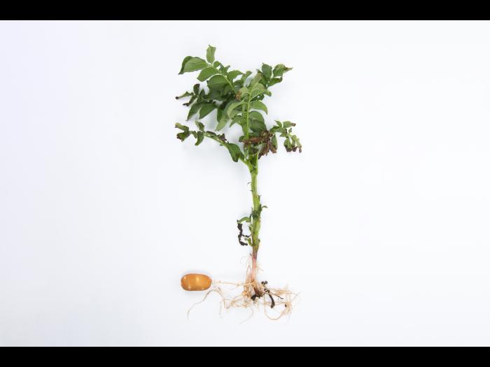 Pomme de terre - Fusariose vasculaire (Fusarium oxysporum)