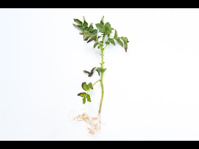 Pomme de terre - Fusariose vasculaire (Fusarium oxysporum)