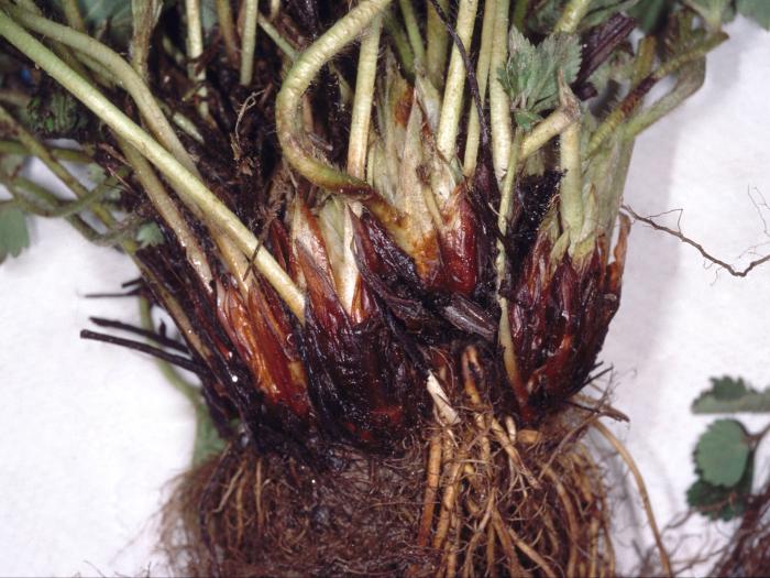 Fraise - Maladie des collets multiples du fraisier