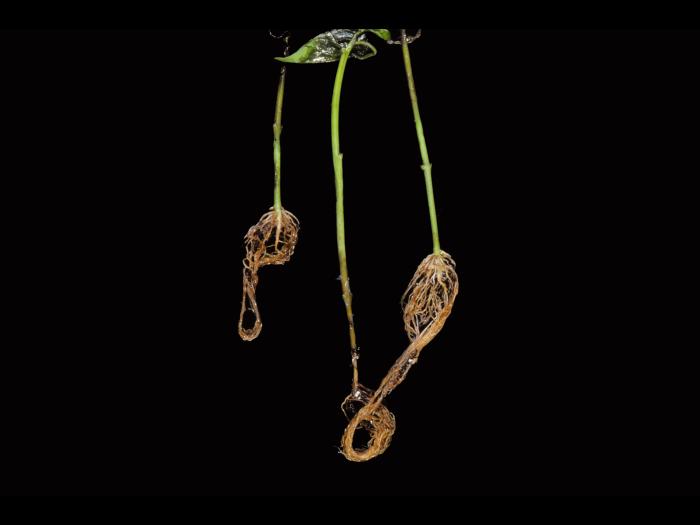 Poivron - Pourriture sclérotique (Sclerotinia sclerotiorum)