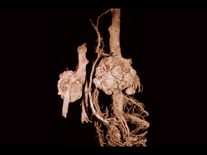 Pomme - Tumeur du collet (Agrobacterium tumefaciens)