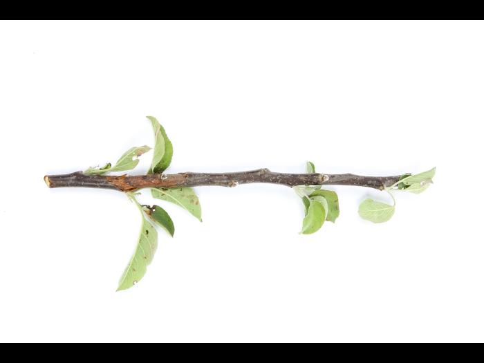 Pomme - Anthracnose (Neofabraea sp.)_15
