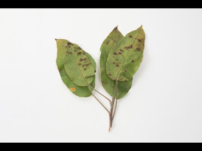 Pomme - Tavelure (Venturia inaequalis)_6