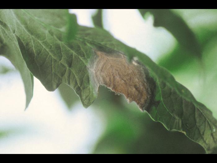 Tomate - Moisissure grise (Botrytis cinerea)_3