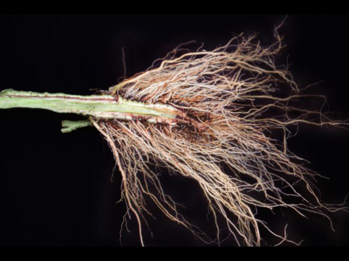 Tomate - Fusariose vasculaire (Fusarium oxysporum f. sp. lycopersici (FOL))