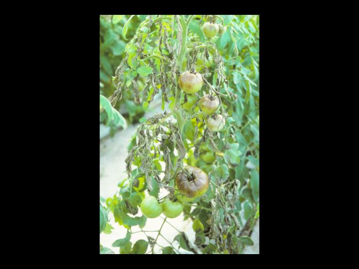 Tomate - Mildiou (Phytophthora infestans)