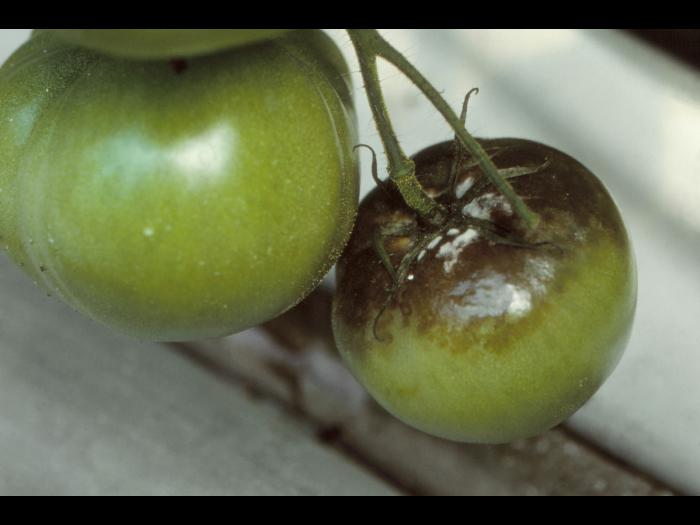 Tomate - Mildiou (Phytophthora infestans)
