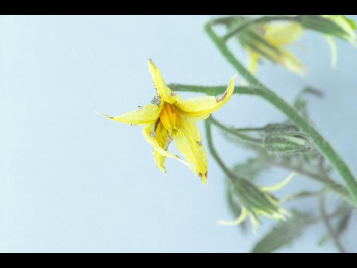 Tomate - Virus X de la pomme de terre (PVX)