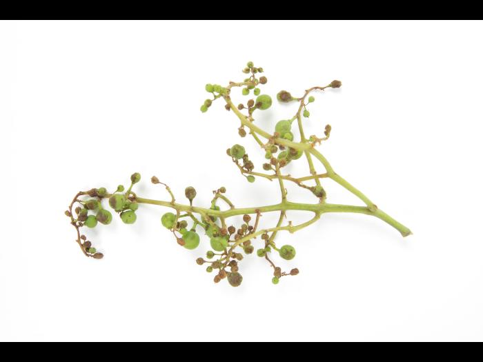 Vigne (raisin) - Virus de la tache annulaire de la tomate (ToRSV)_5