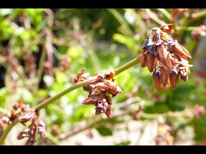 Bleuet - Virus du choc du bleuet (BlShV)