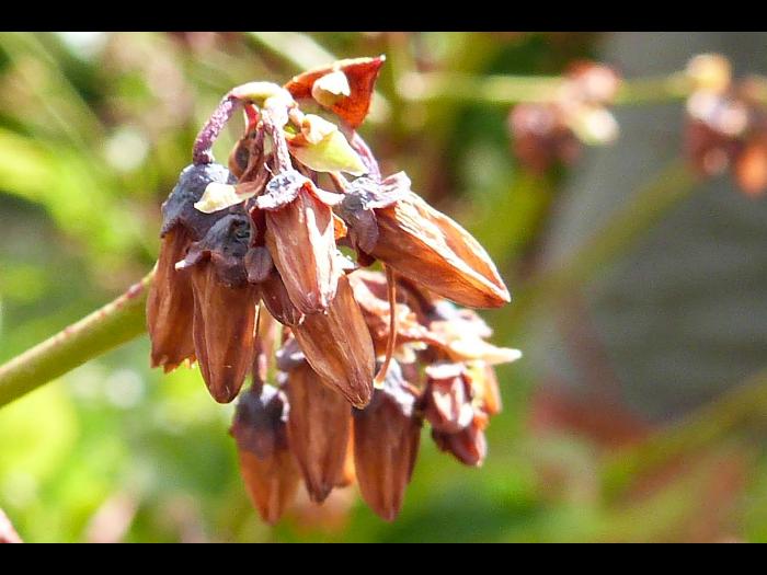 Bleuet - Virus du choc du bleuet (BlShV)