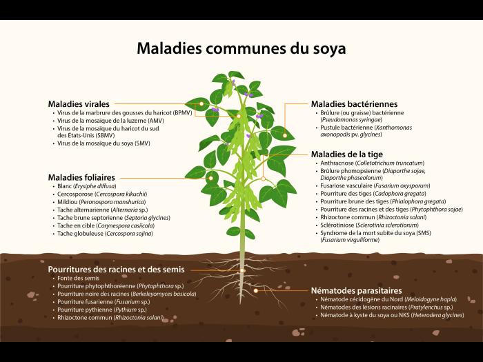 Soya - principales maladies