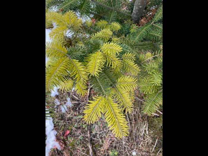 Arbres de Noël (Sapins)_Carences associées à un pH élevé