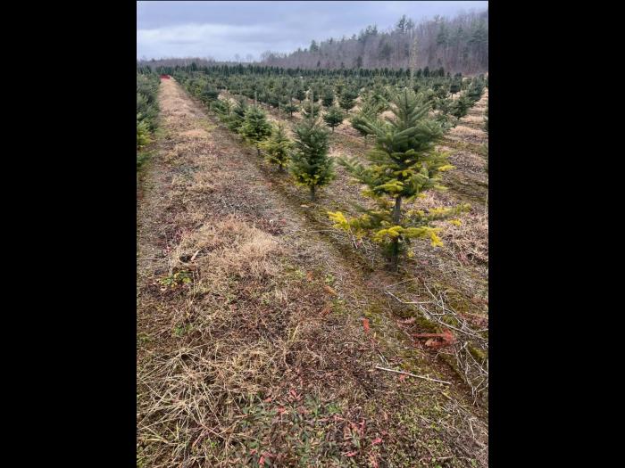 Arbres de Noël (Sapins) - Carences associées à un pH élevé