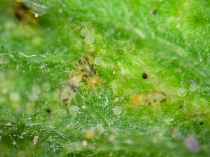 Tétranyque de McDaniel (Tetranychus mcdanieli)