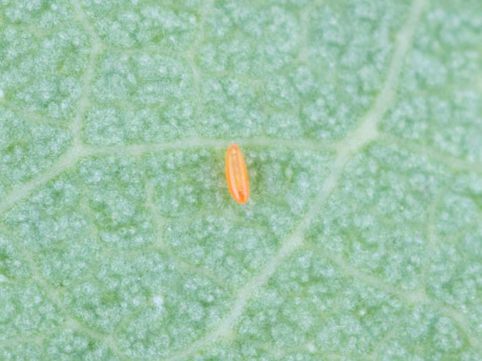 Cécidomyie du puceron (Aphidoletes aphidimyza)