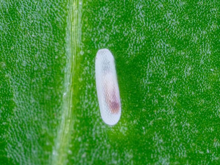 Syrphe d'Amérique (Eupeodes americanus)