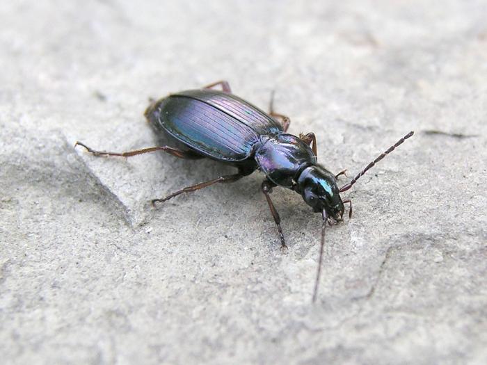 Agonum muelleri