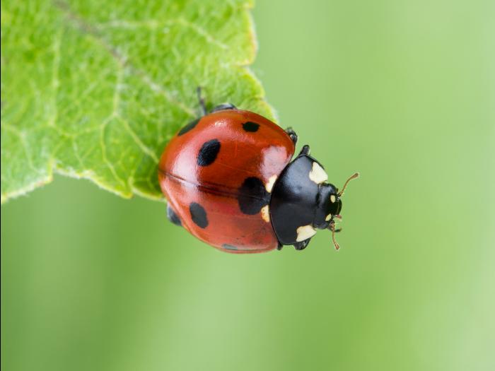 Coccinelle à sept points (Coccinella septempunctata)