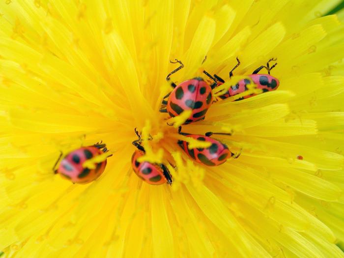 Coccinelle maculée (Coleomegilla maculata)