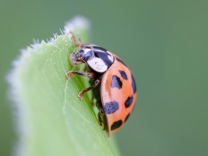 Coccinelle asiatique (Harmonia axyridis)
