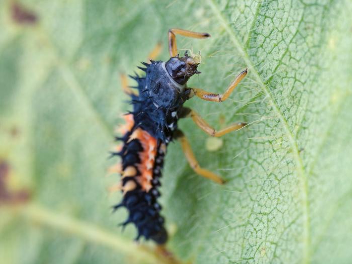 Coccinelle asiatique (Harmonia axyridis)