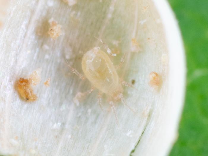 Amblydromalus limonicus