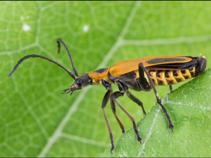 Cantharide de Pennsylvanie (Chauliognathus pensylvanicus)
